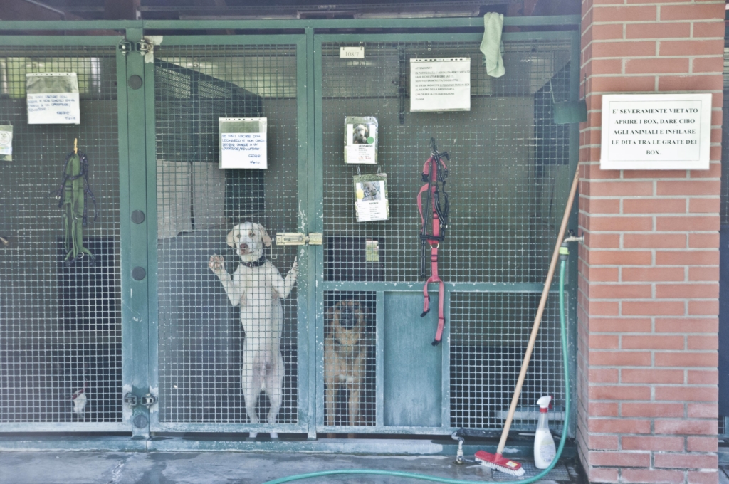 Palermo: dal Comune incentivi fino a 480 euro per chi adotta un cane