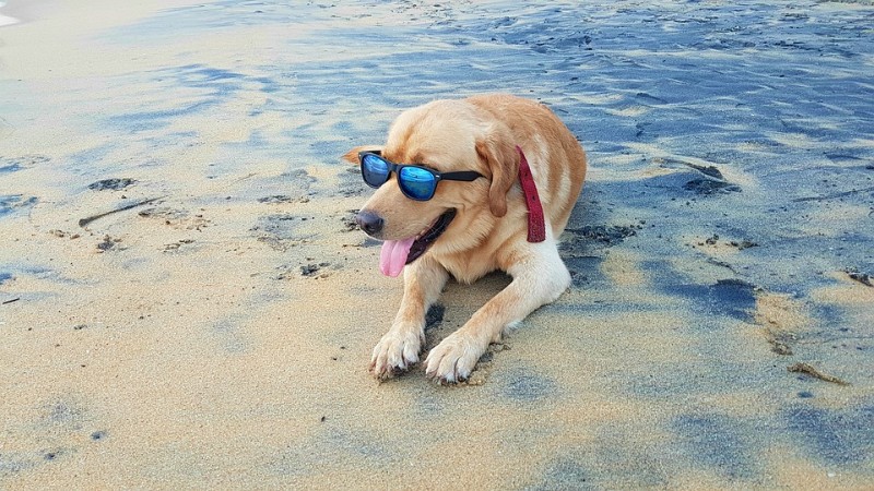Fun-Water-Summer-Sand-Animal-Beach-Sea-Dog-3086150